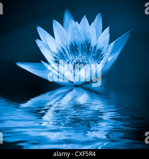 blaue Seerose Stockfoto