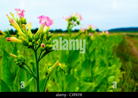 Nahaufnahme einer Tabak-Blume wächst auf einem Tabakfeld Stockfoto
