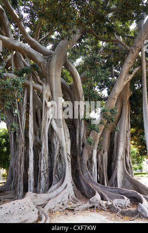 Ficus Macrophylla in der Villa Garibaldi von Palermo in Sizilien Stockfoto