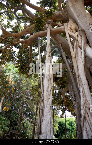 Ficus Macrophylla in der Villa Garibaldi von Palermo in Sizilien Stockfoto