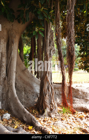 Ficus Macrophylla in der Villa Garibaldi von Palermo in Sizilien Stockfoto