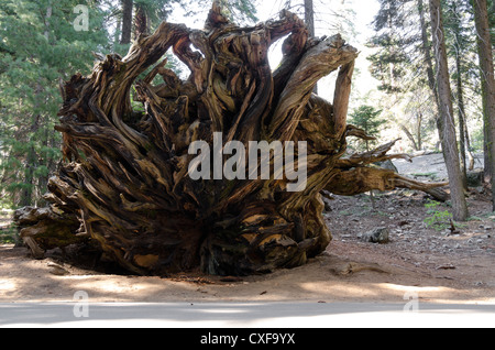 Wurzel von einem gefallenen Mammutbaum im Sequoia National Park in Kalifornien in den Vereinigten Staaten von Amerika Stockfoto