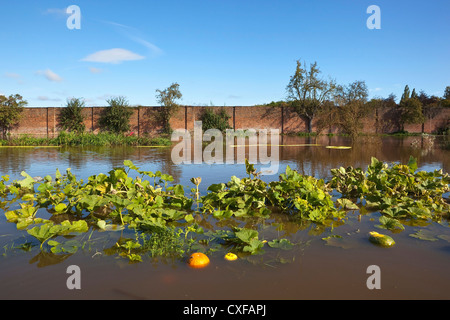 Einem überfluteten ummauerten Garten im Herbst mit Kürbis und Kürbis in Wasser mit Bäume und Vegetation unter einem strahlend blauen Himmel schweben Stockfoto