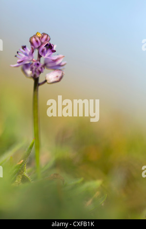 Herbst-Blaustern; Scilla Autumnalis; UK Stockfoto