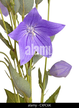 Lila Blume, Knospe und Blätter ein Ballon Blume oder Glockenblume (Platycodon mehrblütigen) vor einem weißen Hintergrund isoliert Stockfoto