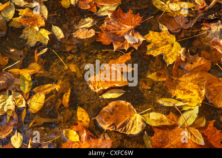 Buntes Herbstlaub von Ahorn, Platane, Pappel und andere Bäume schwimmend auf einem Wasserbecken in Bergbach in Indiana Stockfoto