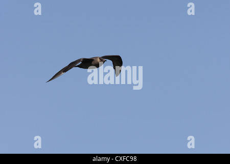 Dunkle Morph / phase Arctic Skua (parasitäre Jaeger) Stercorarius Parasiticus, Shetland, Scotland, UK Stockfoto