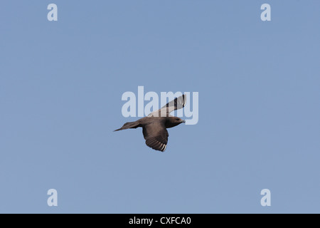 Dunkle Morph / phase Arctic Skua (parasitäre Jaeger) Stercorarius Parasiticus, Shetland, Scotland, UK Stockfoto