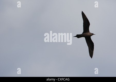 Dunkle Morph / phase Arctic Skua (parasitäre Jaeger) Stercorarius Parasiticus, Shetland, Scotland, UK Stockfoto