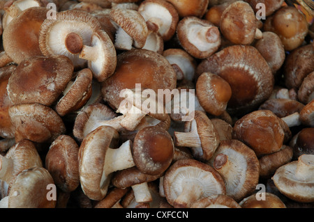 Pilze auf einem Bauernmarkt in Santa Monica, westlich von Los Angeles, Kalifornien an der Westküste der Vereinigten Staaten. Stockfoto