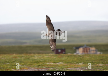 Dunkle Morph / phase Arctic Skua (parasitäre Jaeger) Stercorarius Parasiticus, Varanger, Norwegen Stockfoto