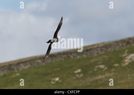 Dunkle Morph / phase Arctic Skua (parasitäre Jaeger) Stercorarius Parasiticus, Shetland, Scotland, UK Stockfoto