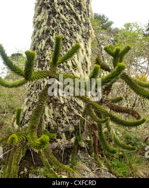 Elk198-3051v Chile, Conguillio Nationalpark, Monkey Puzzle Tree, Araucaria Stockfoto
