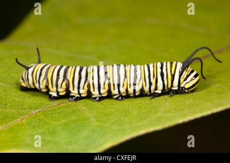 Monarchfalter (Danaus Plexippus) Raupe (Larve) 5. Instar auf eine Wolfsmilch Pflanzenblattes Stockfoto