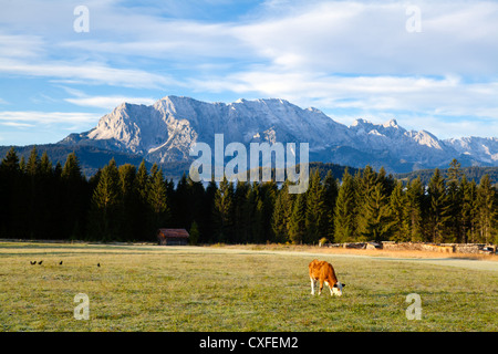 junge alpine Kuh auf gefrorenen Weide am frühen Morgen in Wallgau, Bayern Stockfoto