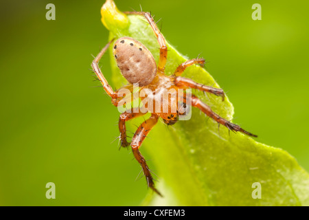 Sechs-spotted Orbweaver (Araniella Displicata) - unreife männliche Stockfoto