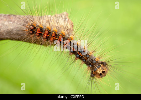 Eine Schwammspinner (Lymantria Dispar) Raupe (Larve) untersucht das Ende von einem Zweig. Stockfoto