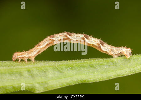 Gemeinsame Tan Welle Moth (Pleuroprucha Insulsaria) Raupe (Larve) Stockfoto