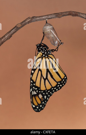 Ein Monarchfalter (Danaus Plexippus) trocknen seine Flügel während der ersten Stunde nach dem Austritt aus seiner Puppe Stockfoto