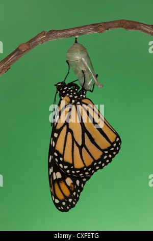 Ein Monarchfalter (Danaus Plexippus) trocknen seine Flügel während der ersten Stunde nach dem Austritt aus seiner Puppe Stockfoto