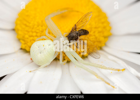 Eine weibliche Krabbenspinne (Misumessus oblongus) hält sich an eine Fliege, die auf einer Oxeye-Gänseblümchen-Blume gefangen ist. Stockfoto