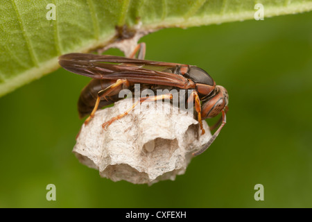 Eine weibliche Metric Paper Wasp (Polistes metricus) pflegt Eier in einem Nest, das vom Boden eines Blattes hängt. Stockfoto