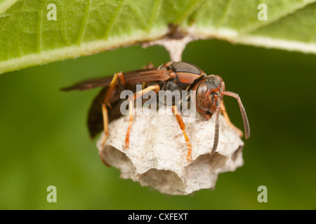 Eine weibliche Metric Paper Wasp (Polistes metricus) pflegt Eier in einem Nest, das vom Boden eines Blattes hängt. Stockfoto