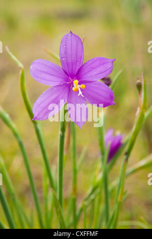 Grass Widow Blumen, Coyote Mauerweg, Columbia River Gorge, Washington. Stockfoto