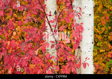 Rot-Osier Hartriegel und Aspen Baum-Stämme, Tumwater Canyon, Cascade Mountains, Washington. Stockfoto