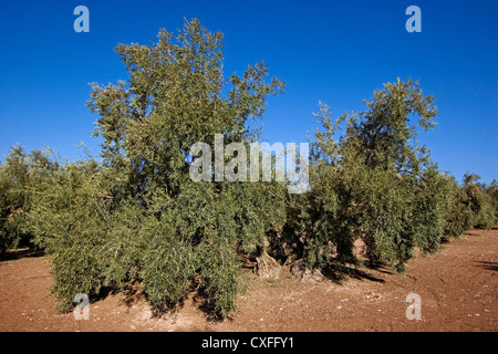 Olivenhain Antequera Malaga Andalusien Spanien Campo de Olivos de la Comarca de Antequera Malaga Andalusien españa Stockfoto