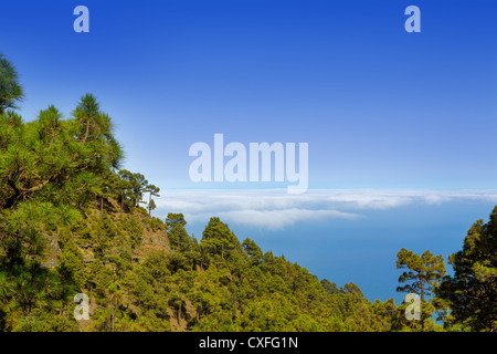 Kanarischen Kiefern La Palma im Nationalpark Caldera de Taburiente Stockfoto