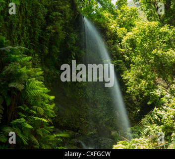 Los Tilos Wasserfall Laurisilva im Lorbeerwald La Palma auf den Kanarischen Inseln Stockfoto