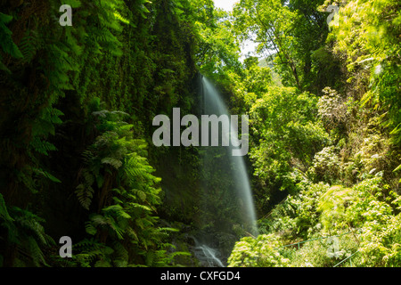 Los Tilos Wasserfall Laurisilva im Lorbeerwald La Palma auf den Kanarischen Inseln Stockfoto