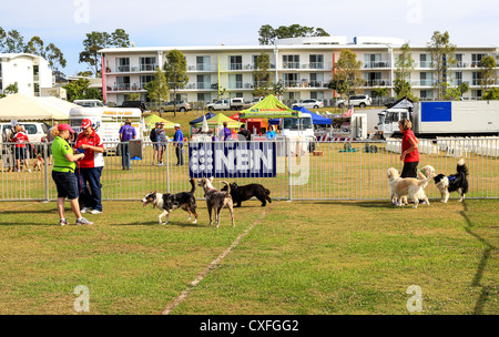 Hunde lassen Sie die Leine auf der zehnten jährlichen Gold Coast Haustier und Tier Expo gesponsert von der Gold Coast City Council Stockfoto