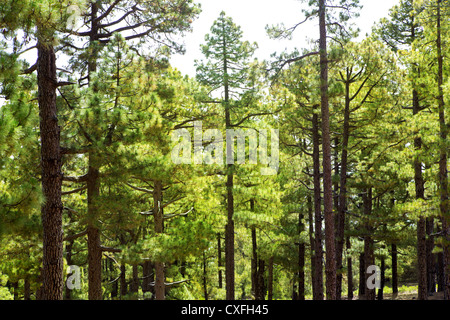 Kanarischen Kiefern La Palma im Nationalpark Caldera de Taburiente Stockfoto