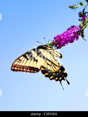 Östliche Tiger Schwalbenschwanz Schmetterling (Papilio Glaucus) auf Schmetterlingsstrauch Blüte Stockfoto