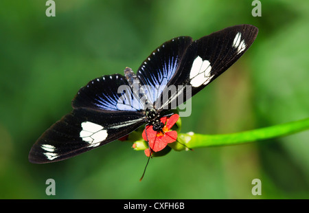 Doris Longwing Schmetterling (Heliconius Doris) Stockfoto