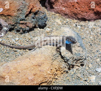 La Palma typische Eidechse Tizon Gallotia Galloti Palmae im kanarischen Insel La Palma Stockfoto