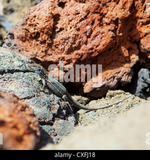 La Palma typische Eidechse Tizon Gallotia Galloti Palmae im kanarischen Insel La Palma Stockfoto