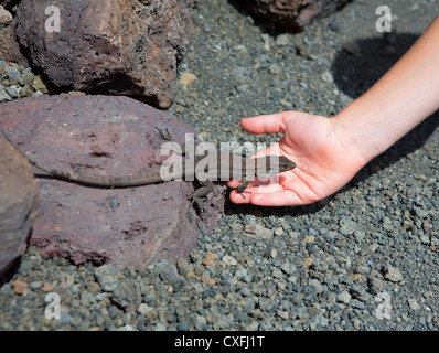 La Palma typische Eidechse Tizon Gallotia Galloti Palmae im kanarischen Insel La Palma Stockfoto