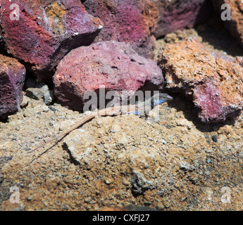 La Palma typische Eidechse Tizon Gallotia Galloti Palmae im kanarischen Insel La Palma Stockfoto