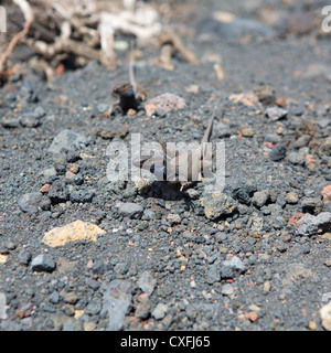 La Palma typische Eidechse Tizon Gallotia Galloti Palmae im kanarischen Insel La Palma Stockfoto