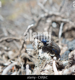 La Palma typische Eidechse Tizon Gallotia Galloti Palmae im kanarischen Insel La Palma Stockfoto