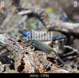 La Palma typische Eidechse Tizon Gallotia Galloti Palmae im kanarischen Insel La Palma Stockfoto