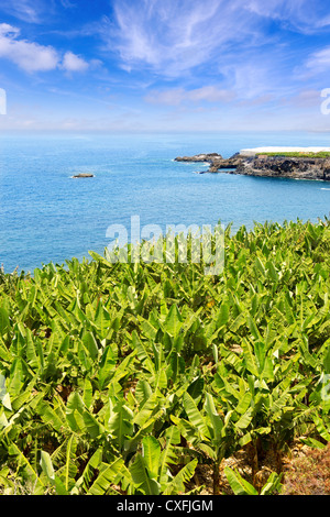 Kanarische Bananen-Plantage in der Nähe von das Meer in La Palma Kanarische Inseln Stockfoto