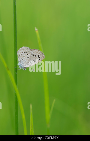 Pseudozizeeria Maha. Pale Blue Grass Schmetterling in der indischen Landschaft Stockfoto