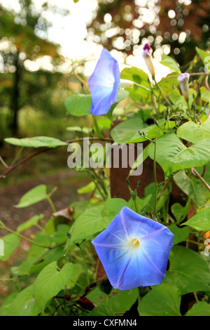 Morning Glory-Blumen in voller Blüte auf einem Pfosten. Stockfoto