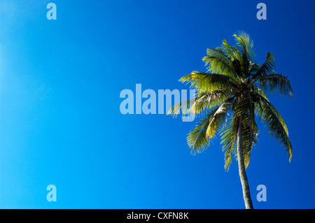 Ein einzelnes Kokospalme stehen gegen den blauen Himmel Stockfoto