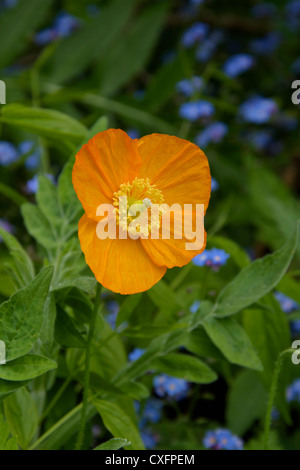 Single orange Cambrian Mohn mit Forget-Me-Nots Stockfoto