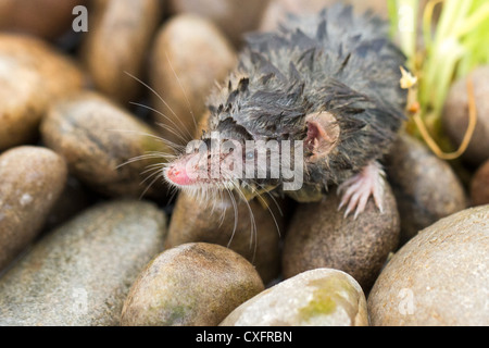 Nahaufnahme einer eurasischen Wasser Zähmung (Neomys Fodiens) auf Kieselsteinen, Devon, England Stockfoto